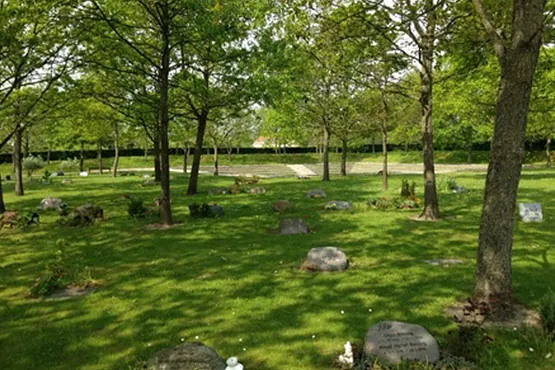 Billede af en skovkirkegård eller mindelund med velplejet græs, mange træer og mindesten spredt ud over plænen i solskin.